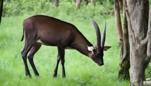 The Mysterious Saola Nature's Rare Unicorn